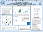Everolimus and siRNA-Mediated mTOR Inhibition Reduces Proliferation and Promotes Apoptosis in Ewing Sarcoma Cells