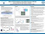 Effects of PTK2 Knockdown on Key Cellular Processes in ES8 Cells