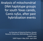 Analysis of mitochondrial DNA haplotype groups for south Texas canids, Canis rufus, after past hybridization events