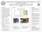 Many otters project - coding analysis of otter behavior with foraged puzzles by Isaiah Charles and Andres Vega