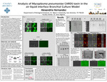 Analysis of mycoplasma pneumoniae CARDS toxin in the air-liquid interface bronchial culture model