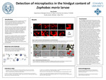 Detection of microplastics in the hindgut content of Zophobasmoriolarvae by Zoey Drexler