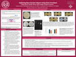 Exploring Base excision Repair Using Gene Knockout by Gregory Guantos, Cailyn Brock, Kamiily Visser, and Dylan Vargas