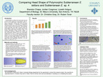 Comparing Head Shape of Polymorphic Subterranean E. latitans and Subterranean E. sp. 4 by Brandon Chapa, Jordan Cosgrove, and Lizzeth Holguin