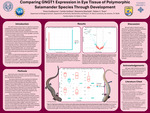 Comparing GNGT1 Expression in Eye Tissue of Polymorphic Salamander Species Through Development