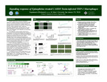 Signaling response of Epinephrine treated CARDS Toxin-infected THP-1 Macrophages by Trinity Martinez