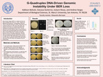 G-Quadruplex DNA-Driven genomic instability under BER loss by Addison Belick, Claryssa Gutierrez, Joslynn Rosas, and Andrea Vargas