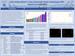 Does shape matter?: How salamander head morphology shifts based on environment by Caitlyn Pinaga, Naomi Ramirez, and Sonia Cerrillo