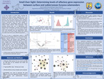Smell Over Sight: Determining levels of olfactory gene expression between surface and subterranean Eurycea salamanders by Sonia Cerrillo, Iliana Melendez, and Naomi Ramirez