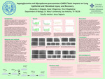 Hyperglycemia and Mycoplasma pneumoniae CARDS Toxin Impacts on Lung Epithelial and Fibroblast Injury and Recovery by Alejandra Y. Delgado, Naila Villagomez, and Shuri Magdalene