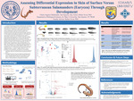 Assessing Differential Expression in Skin of Surface Versus Subterranean Salamanders (Eurycea) Through Development by Chiara Angelyn Maldonado, Van Nguyen, and Amy Torres
