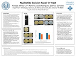 Nucleotide Excision Repair in Yeast by Kinleigh Mines, Larry Ramirez, Jacob Rodriguez, and Delynda Gonzalez